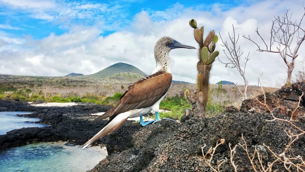 Blue-Footed Booby on Floreana by José María García Carrasco