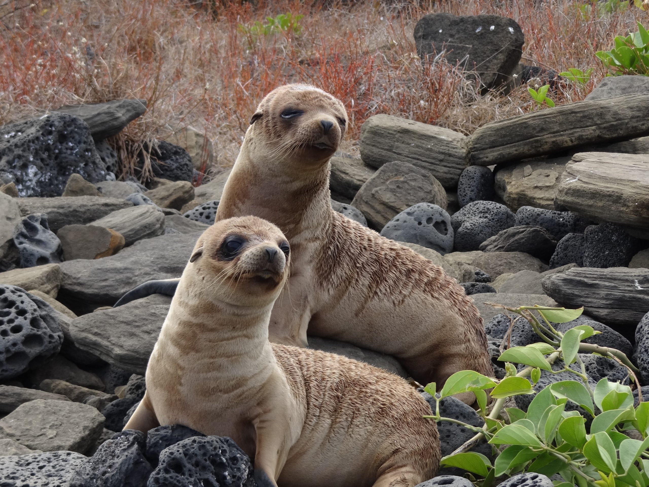 Fur Seals by Lisa Hayward