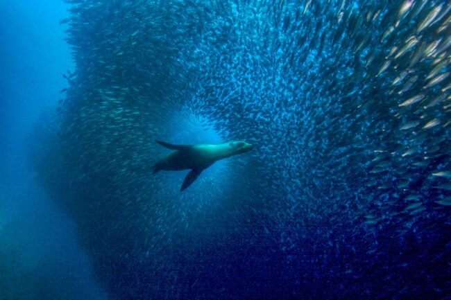 Sea Lion © Michael J. Haber