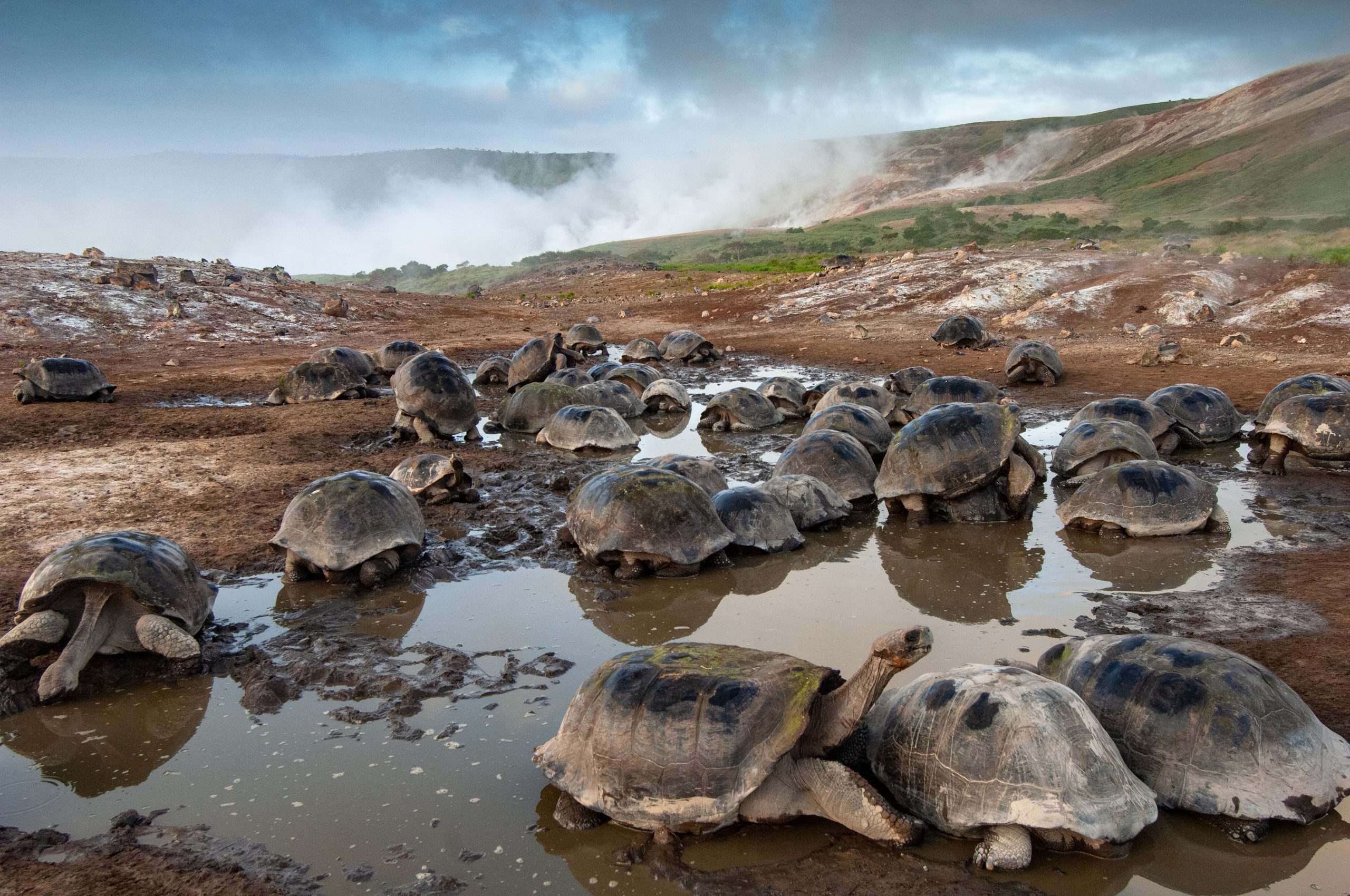 Giant tortoises in crater, by Pete Oxford
