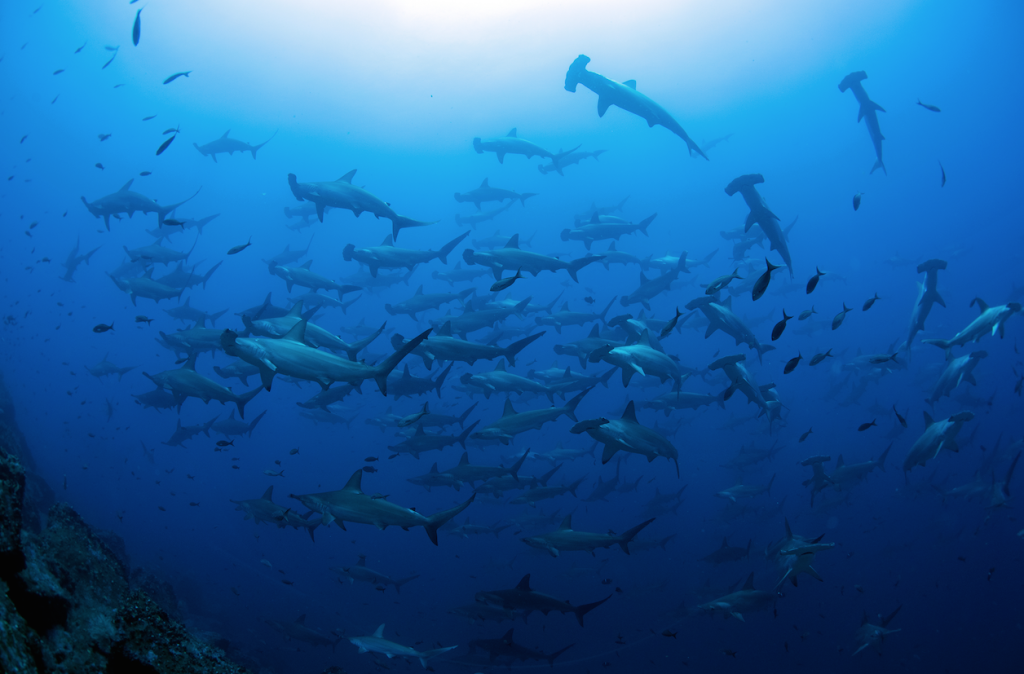 Hammerhead Sharks at Darwin Island © Jonathan Green