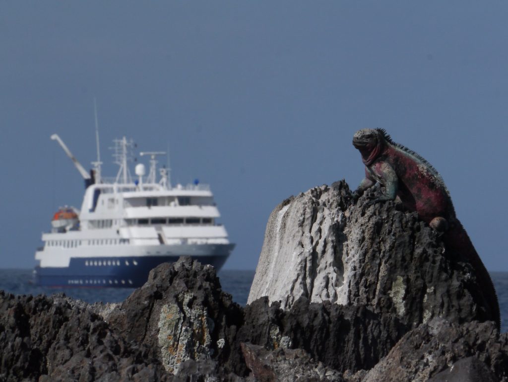 Celebrity Cruise with Christmas Iguana © Edward Aldridge