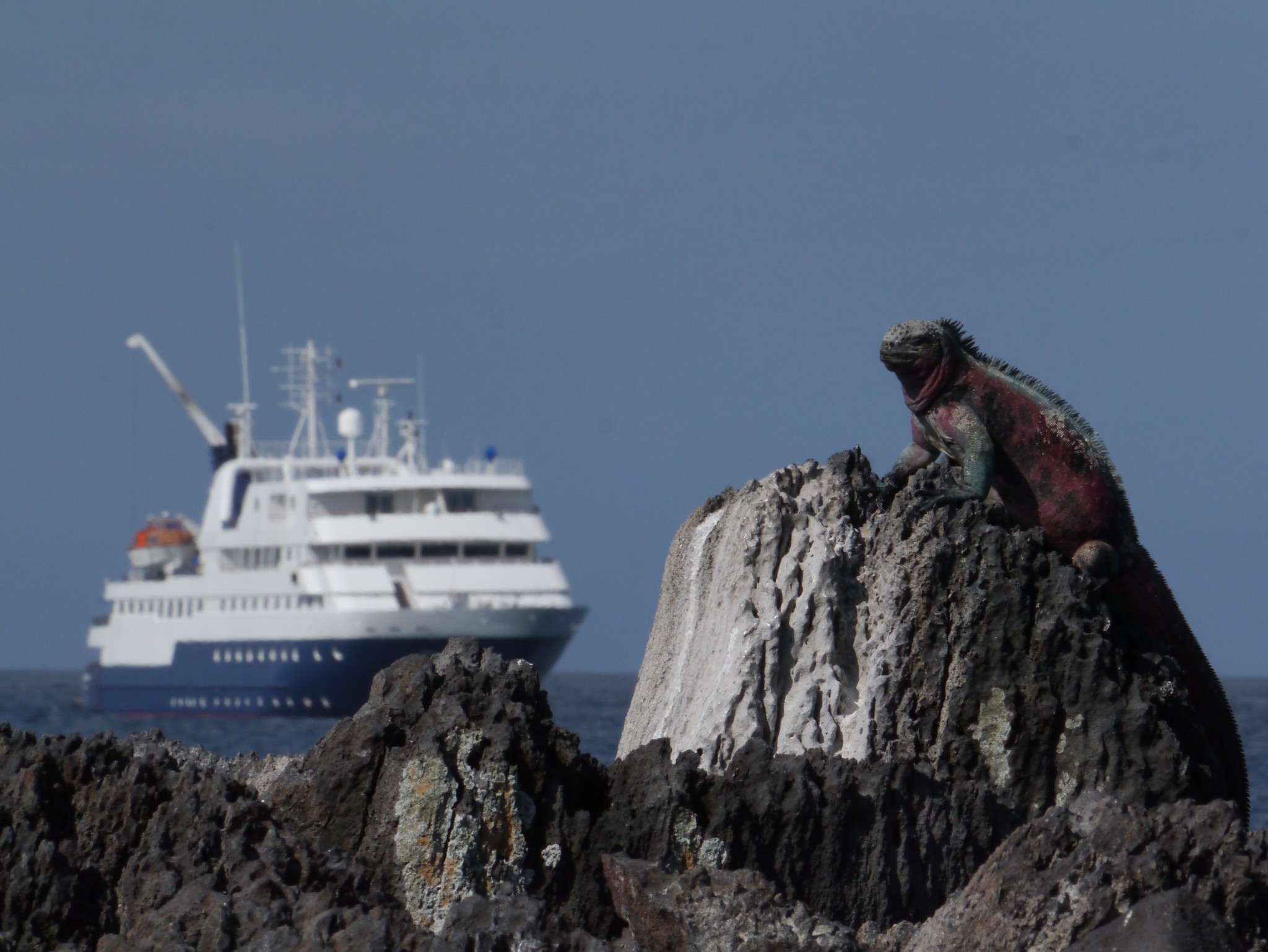 Celebrity Cruise with Christmas Iguana © Edward Aldridge