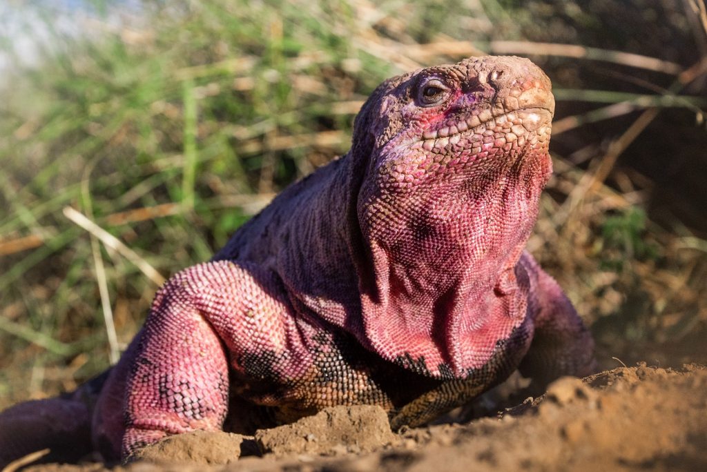 Pink Iguana by Joshua Vela/Galápagos Conservancy