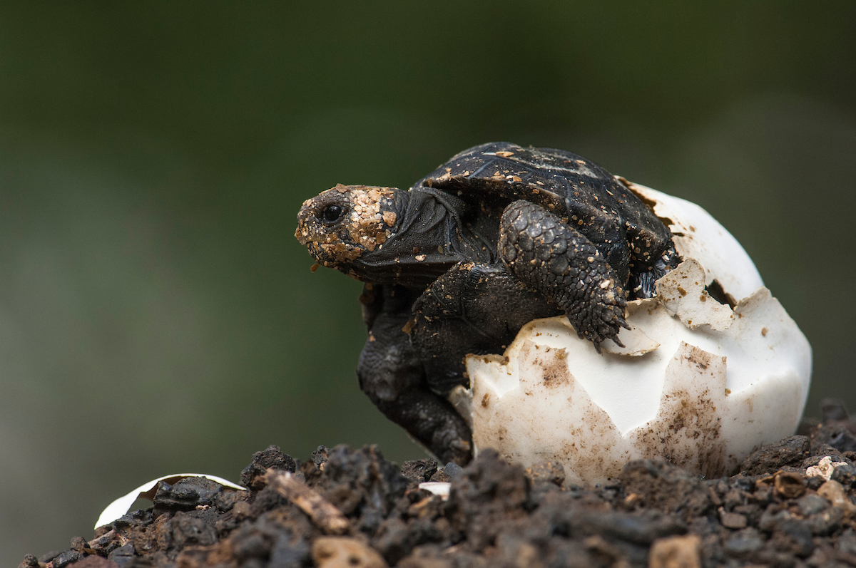 Baby Giant Tortoise Emerging from Shell, by Pete Oxford