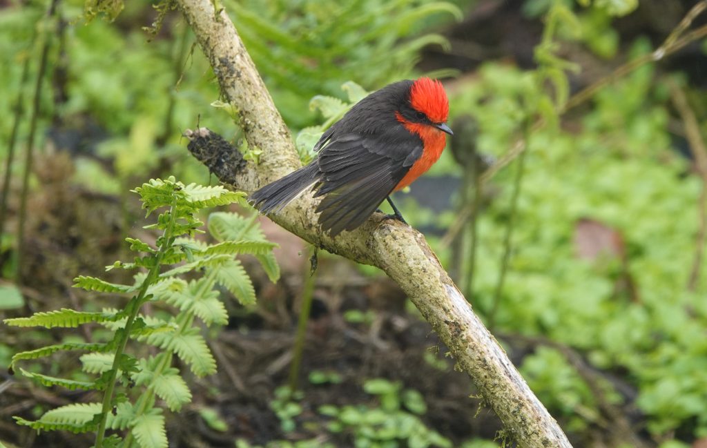 Darwin's Flycatcher (Paul Salaman)