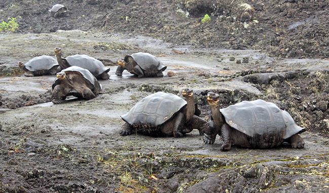 Giant Tortoises on Wolf Volcano, by James Gibbs