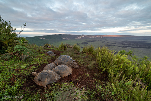 www.galapagos.org