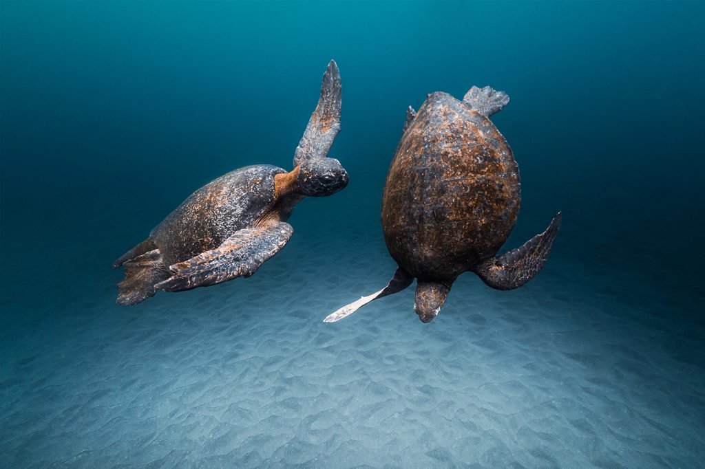 Green Sea Turtles, by Joshua Vela/Galápagos Conservancy