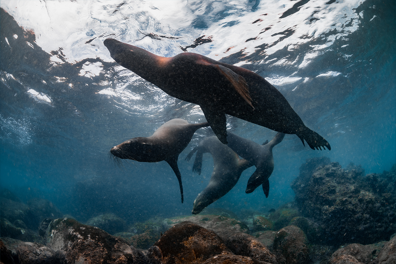 Galápagos Sea Lions, by Joshua Vela/Galápagos Conservancy