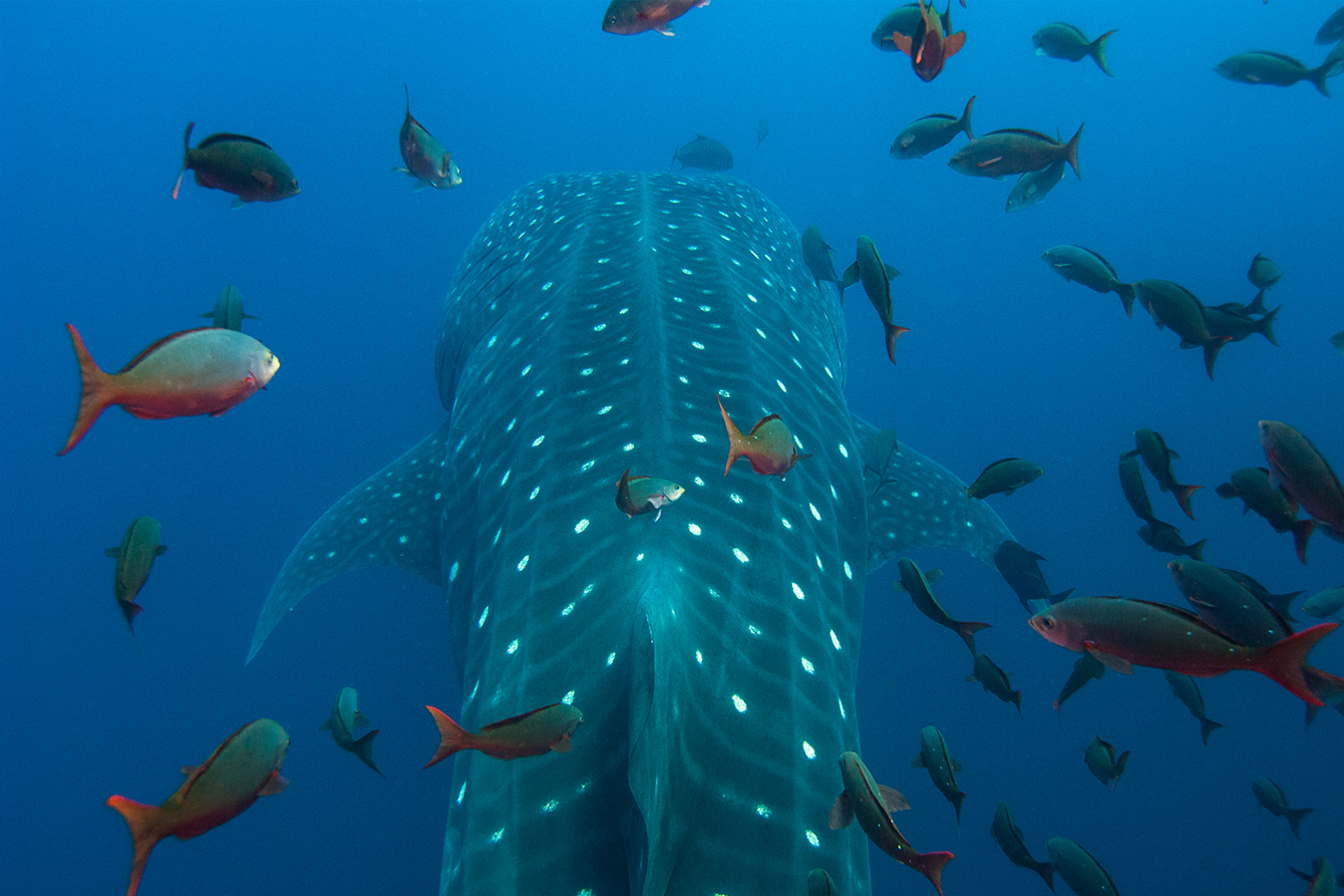 Whale Shark, by Pete Oxford