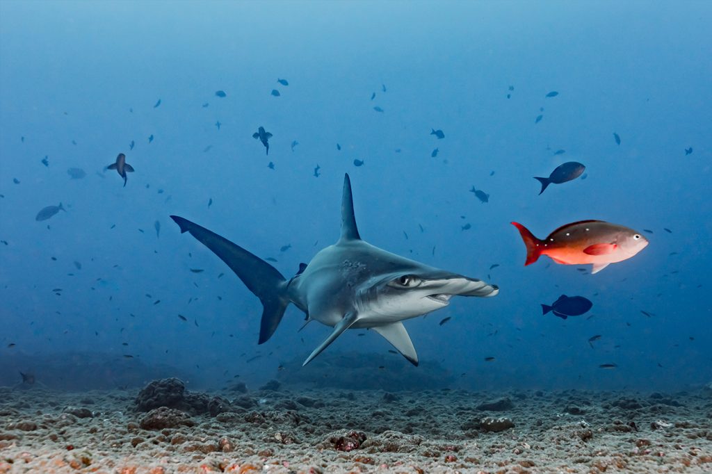 Hammerhead Shark, by Greg Asner