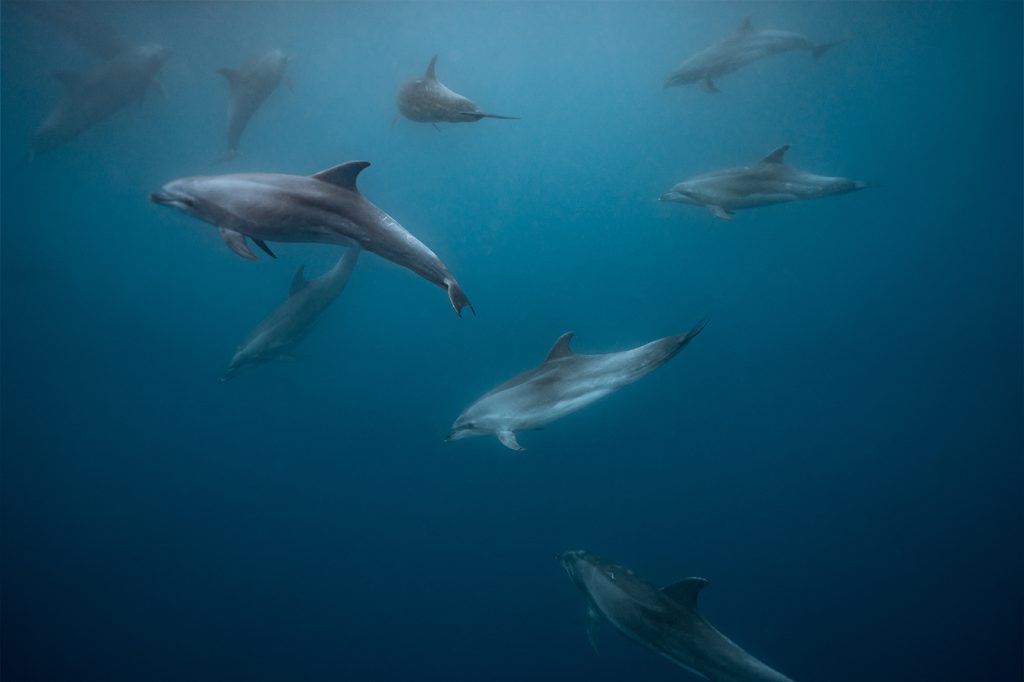 Dolphins, by Joshua Vela/Galápagos Conservancy
