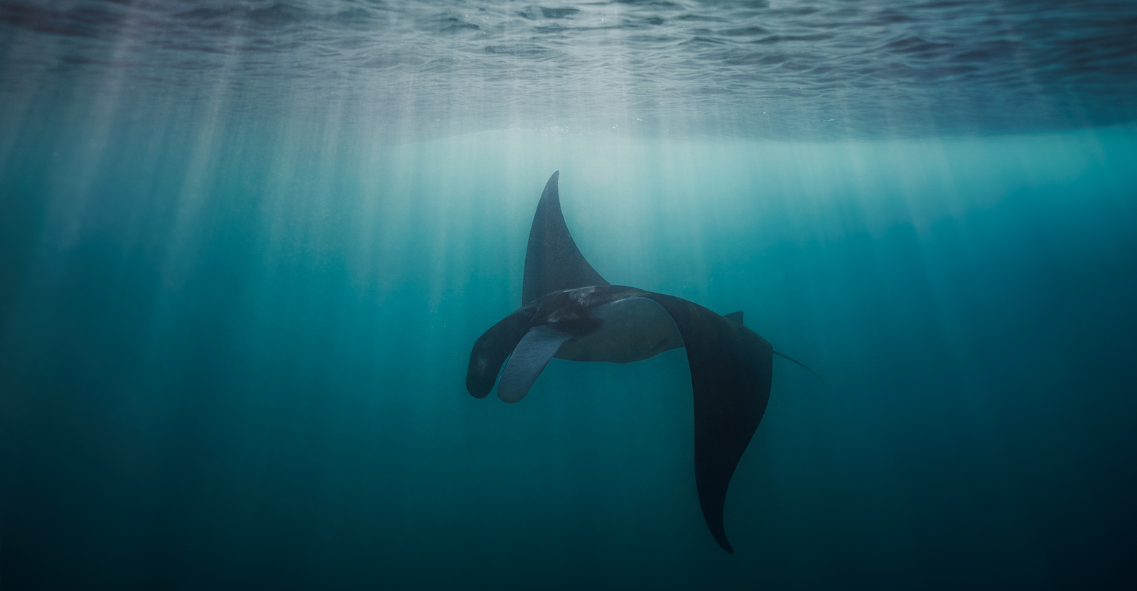 Giant Manta Ray in Galápagos, by Joshua Vela/Galápagos Conservancy