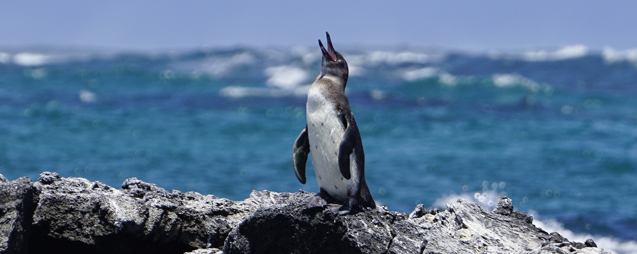 Watch] Field Transmissions Livestream: Supporting Research to Increase the  Galápagos Penguin Population