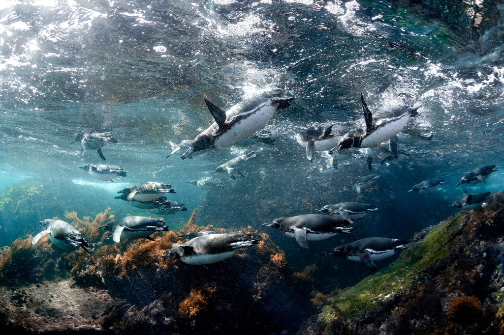 Galápagos Penguins by Joshua Vela/Galápagos Penguins