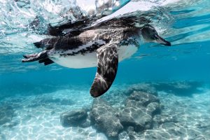 Galápagos Penguin by Joshua Vela/Galápagos Conservancy