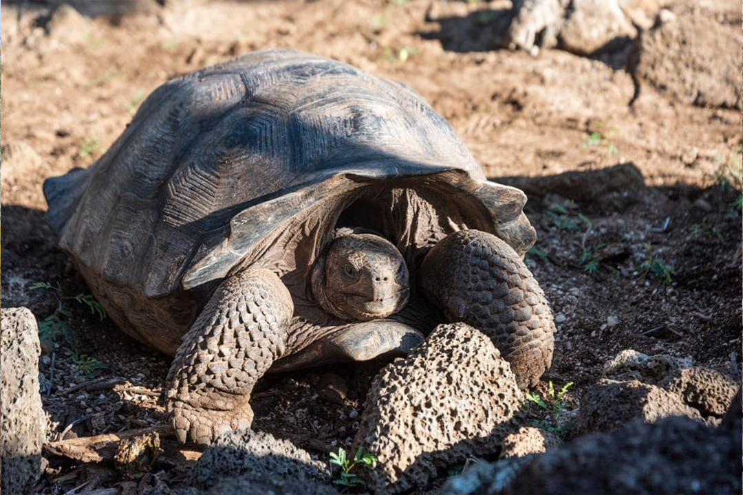 Floreana Island Giant Tortoise © Galapagos Conservancy