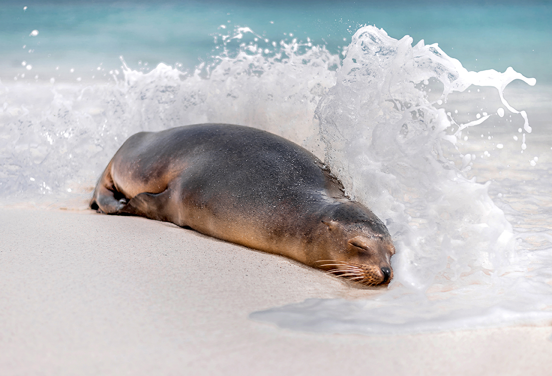 Galápagos Sea Lion, by Joshua Vela/Galápagos Conservancy