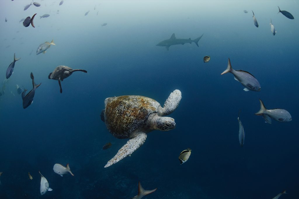 Sea Turtle by Joshua Vela/Galápagos Conservancy