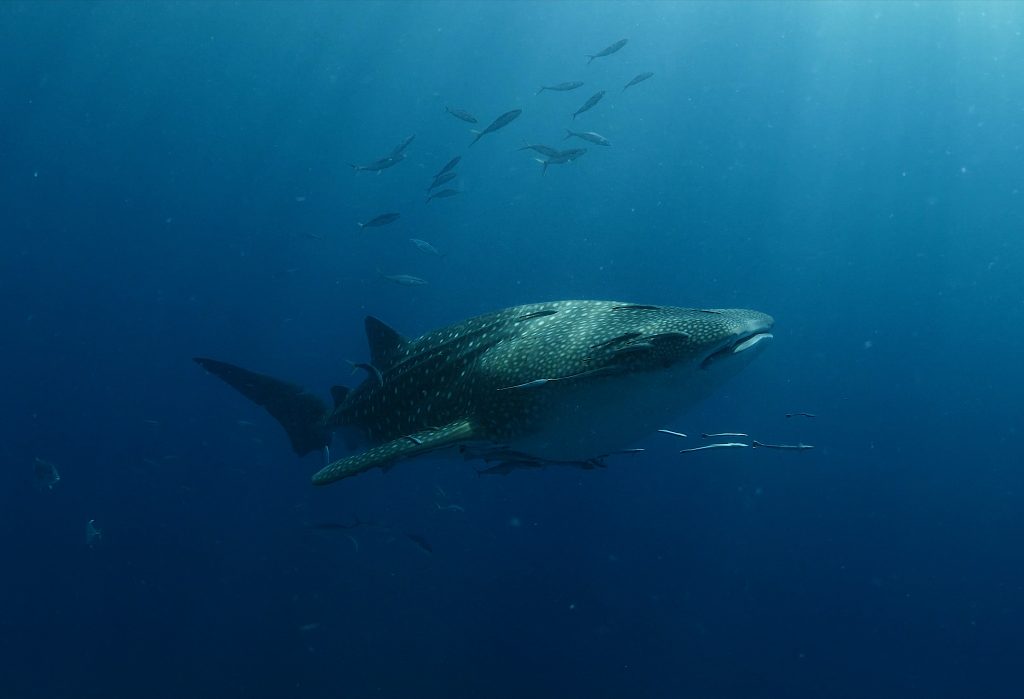 Whale Shark