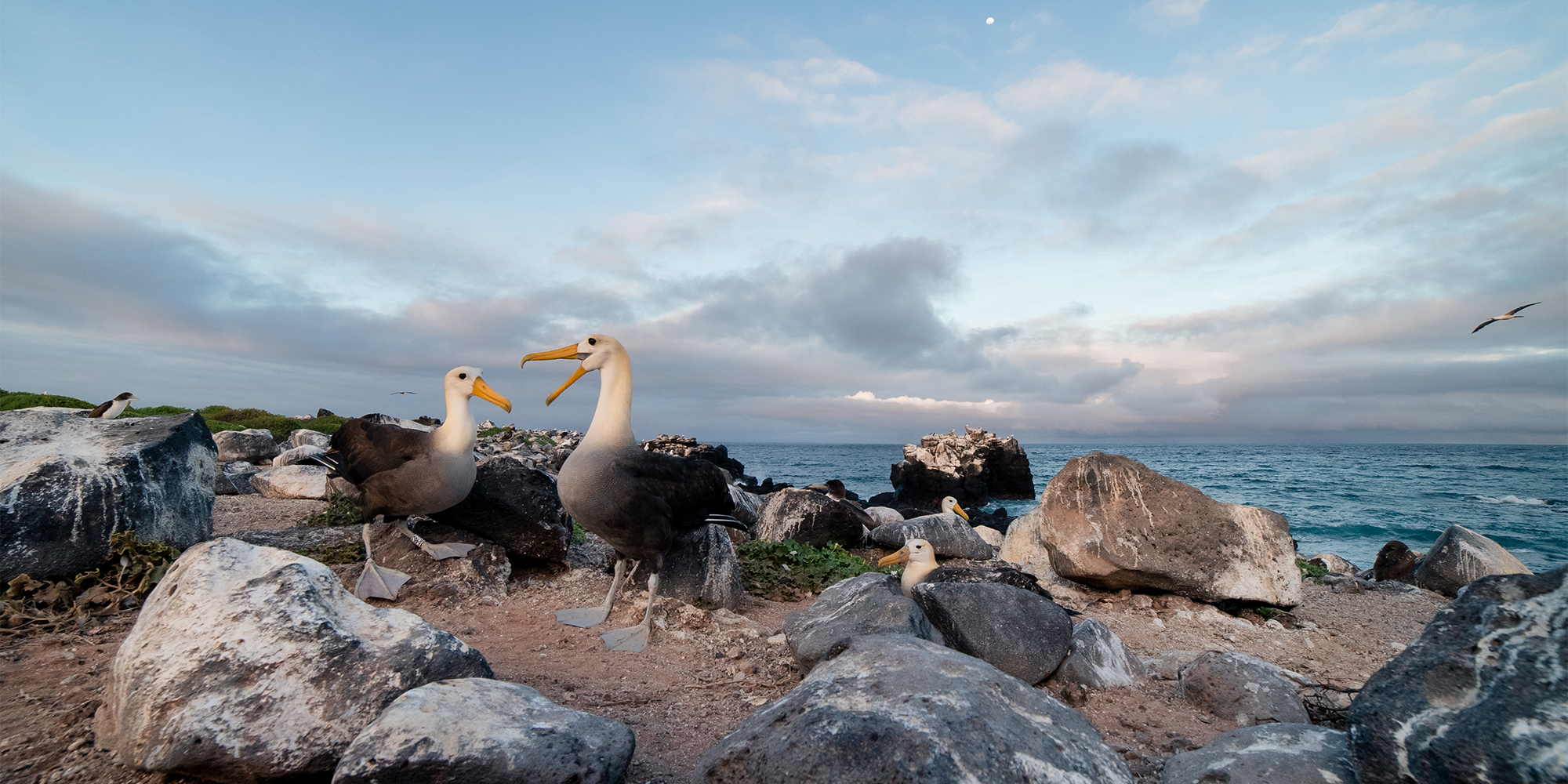 Waved Albatross, by Joshua Vela/Galápagos Conservancy