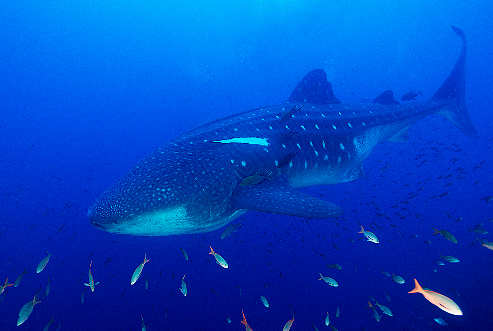 Whale Shark (Stephen M. Genkins)