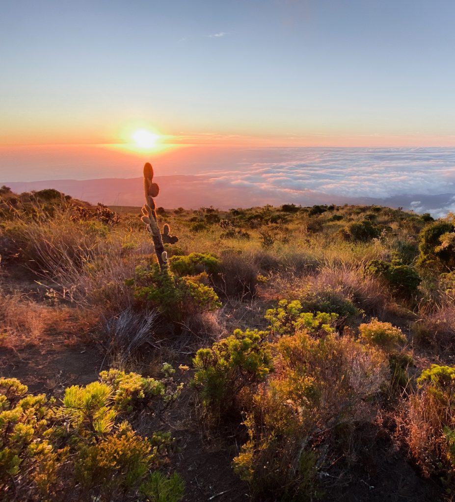 Sunrise on Wolf Volcano, by Joshua Vela/Galápagos Conservancy