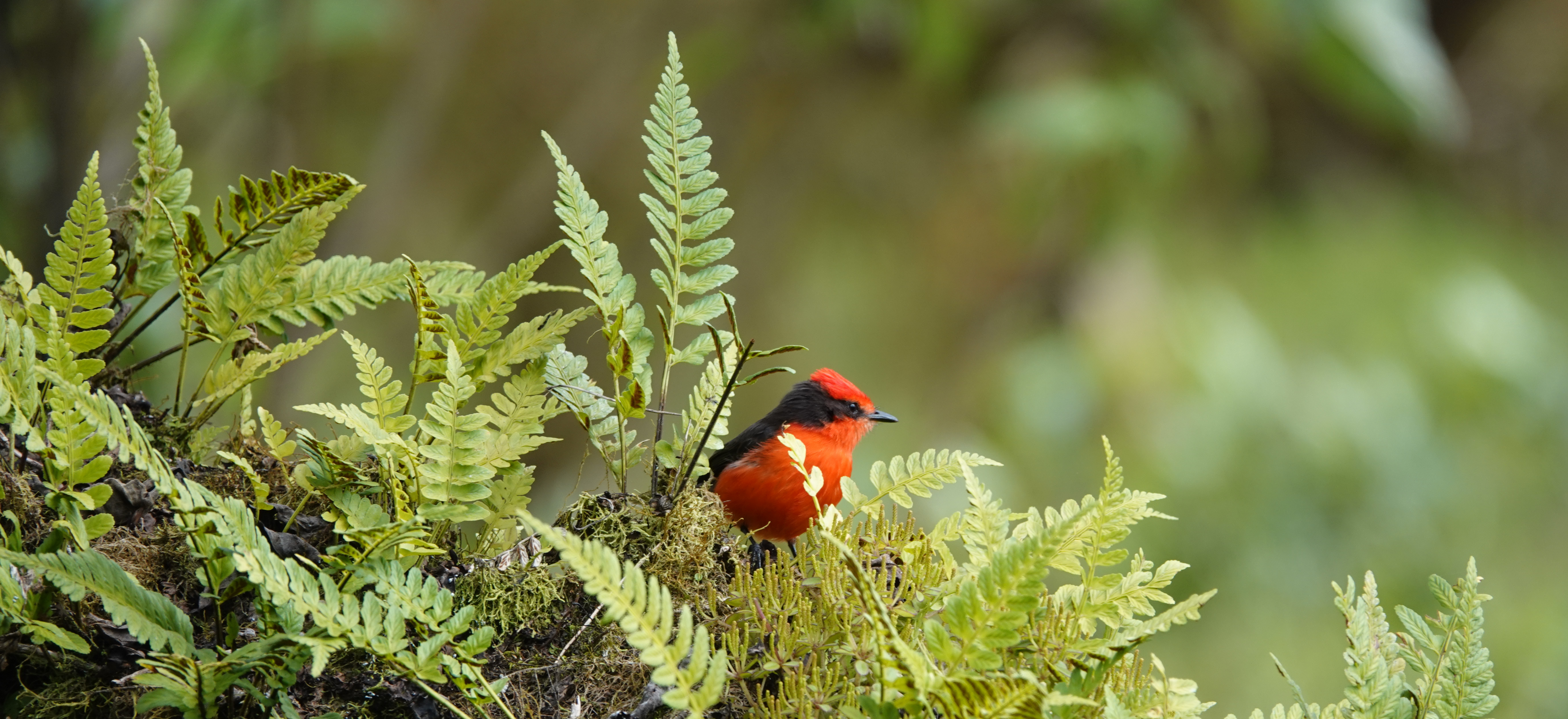 Darwin's Flycatcher (Paul Salaman)