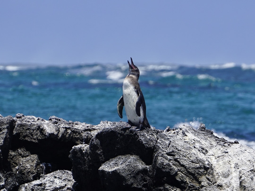 Galapagos Penguin