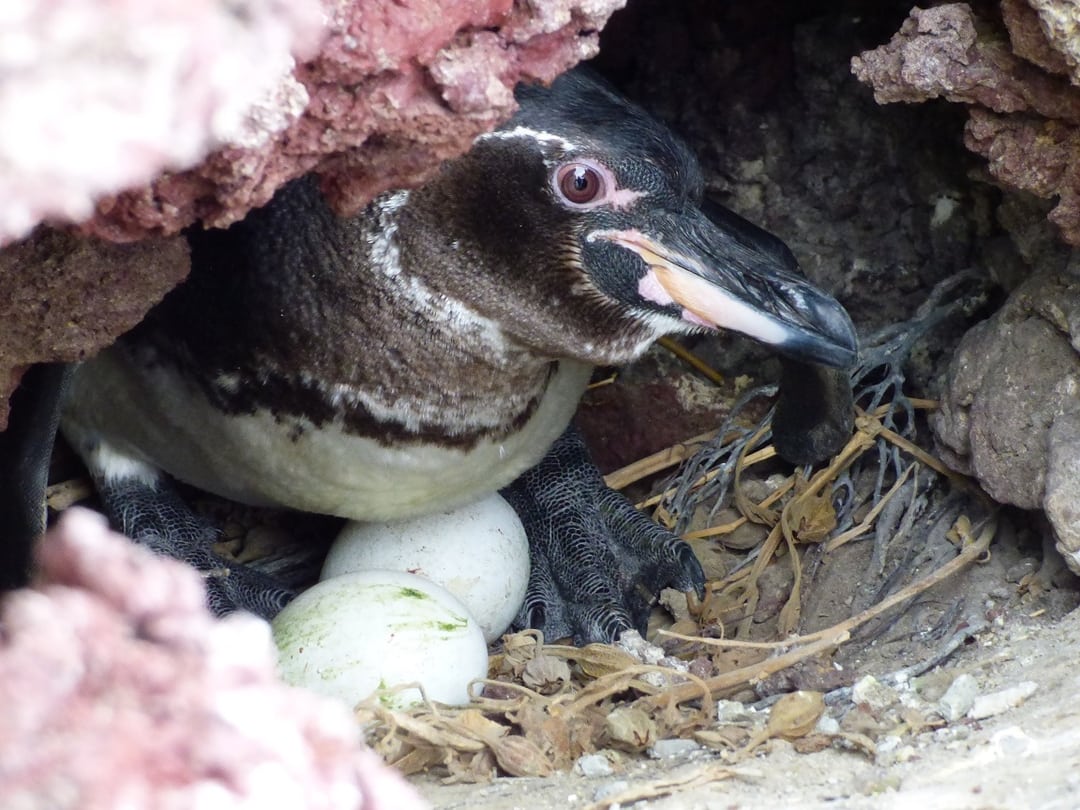 Galapagos Penguin Nest by Dee Boersma