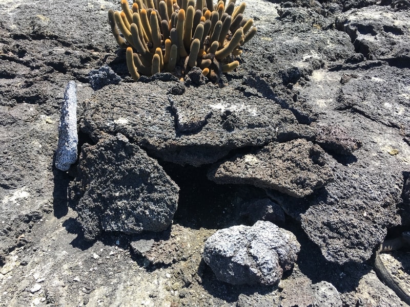 Galapagos Penguin Nest by Dee Boersma