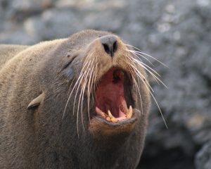 Fur Seal bark, by Mike Spalding