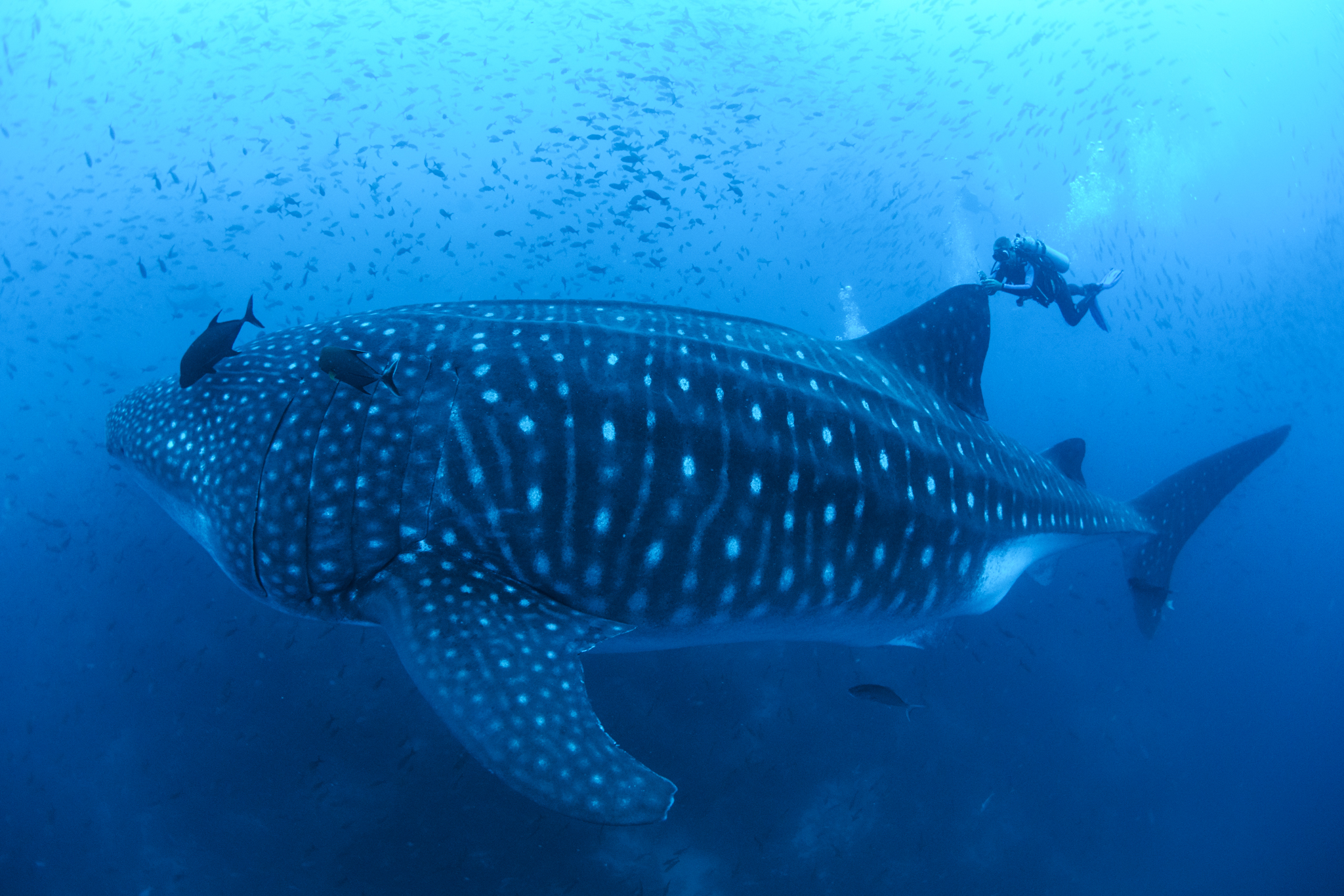 Scientists tagging a Whale Shark in Galápagos © Simon Pierce