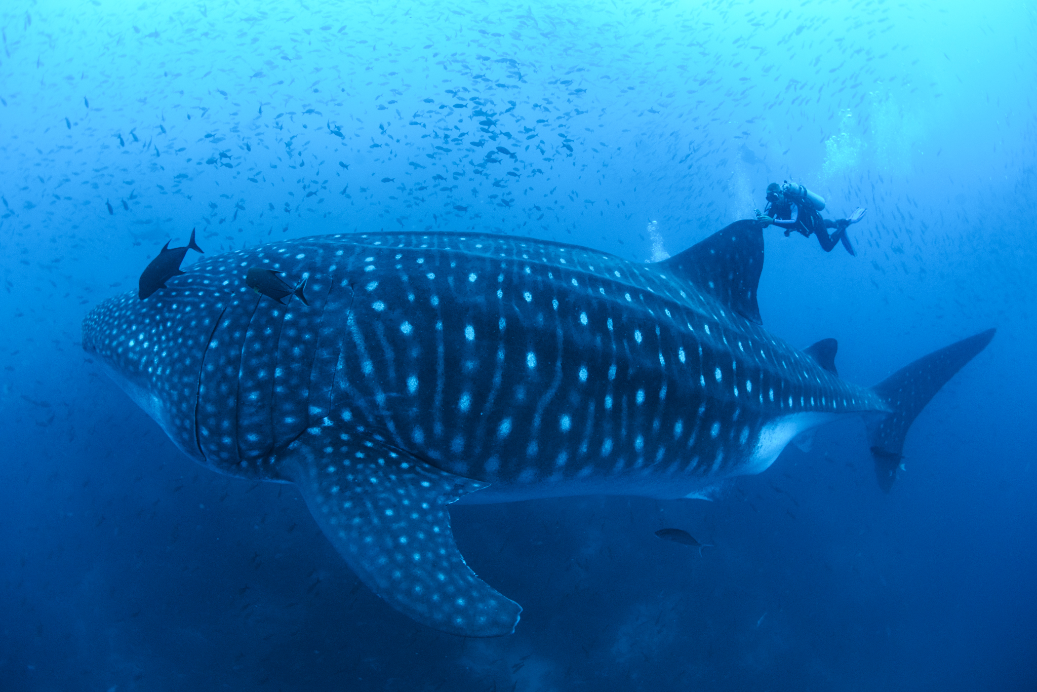 Researching Whale Sharks in the Galápagos Marine Reserve | Galápagos