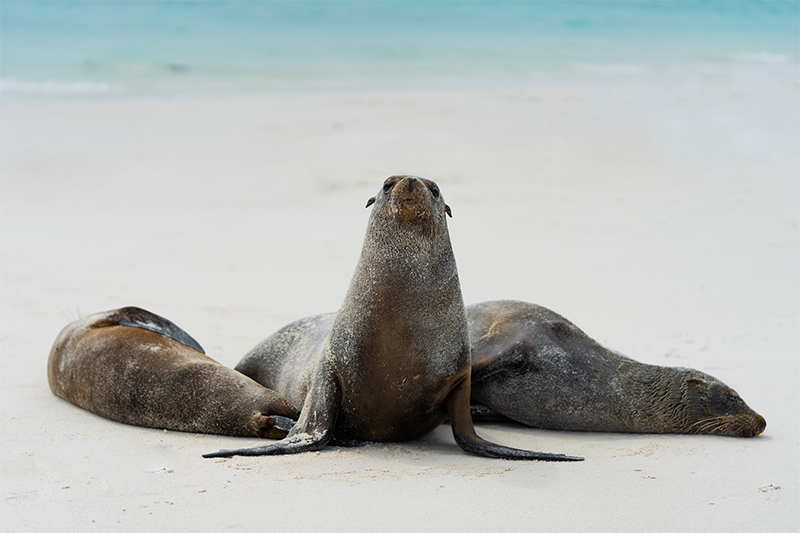 Sea Lions on beach, by Joshua Vela/Galápagos Conservancy