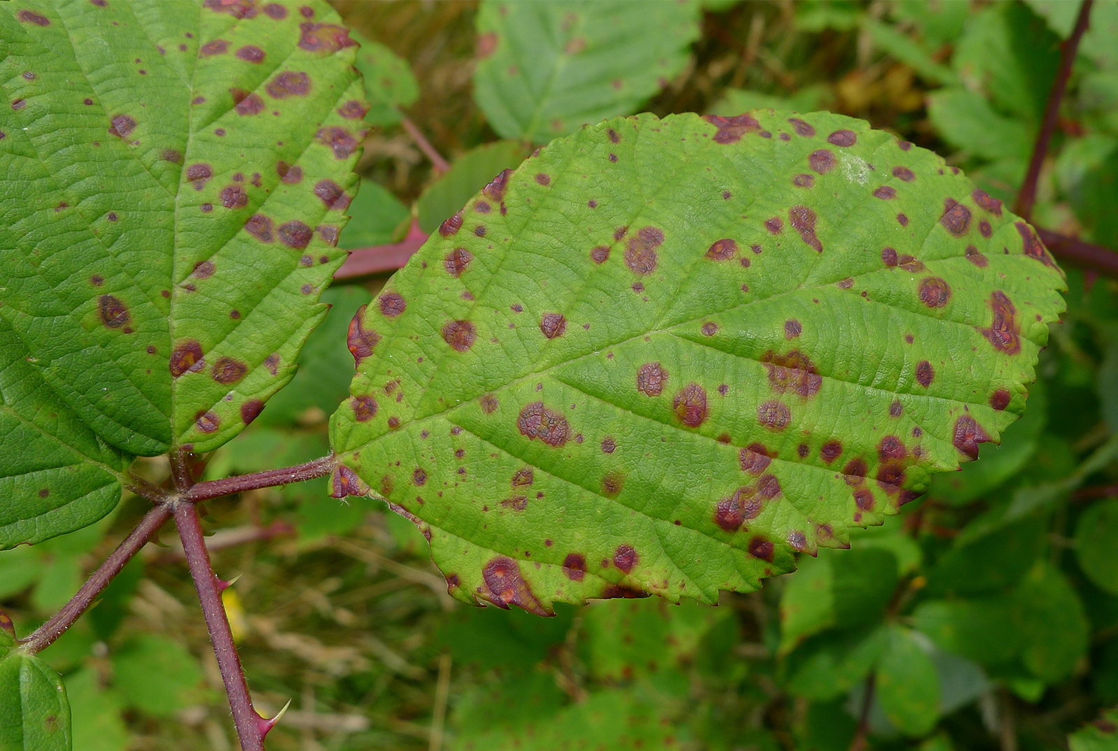 Rust fungus on blackberry leaf, by John Tann
