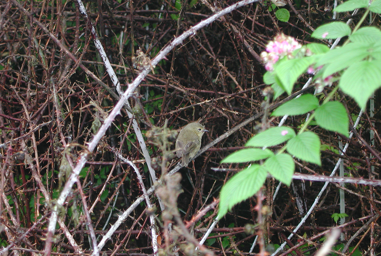 Blackberries, by Galapagos National Park Directorate