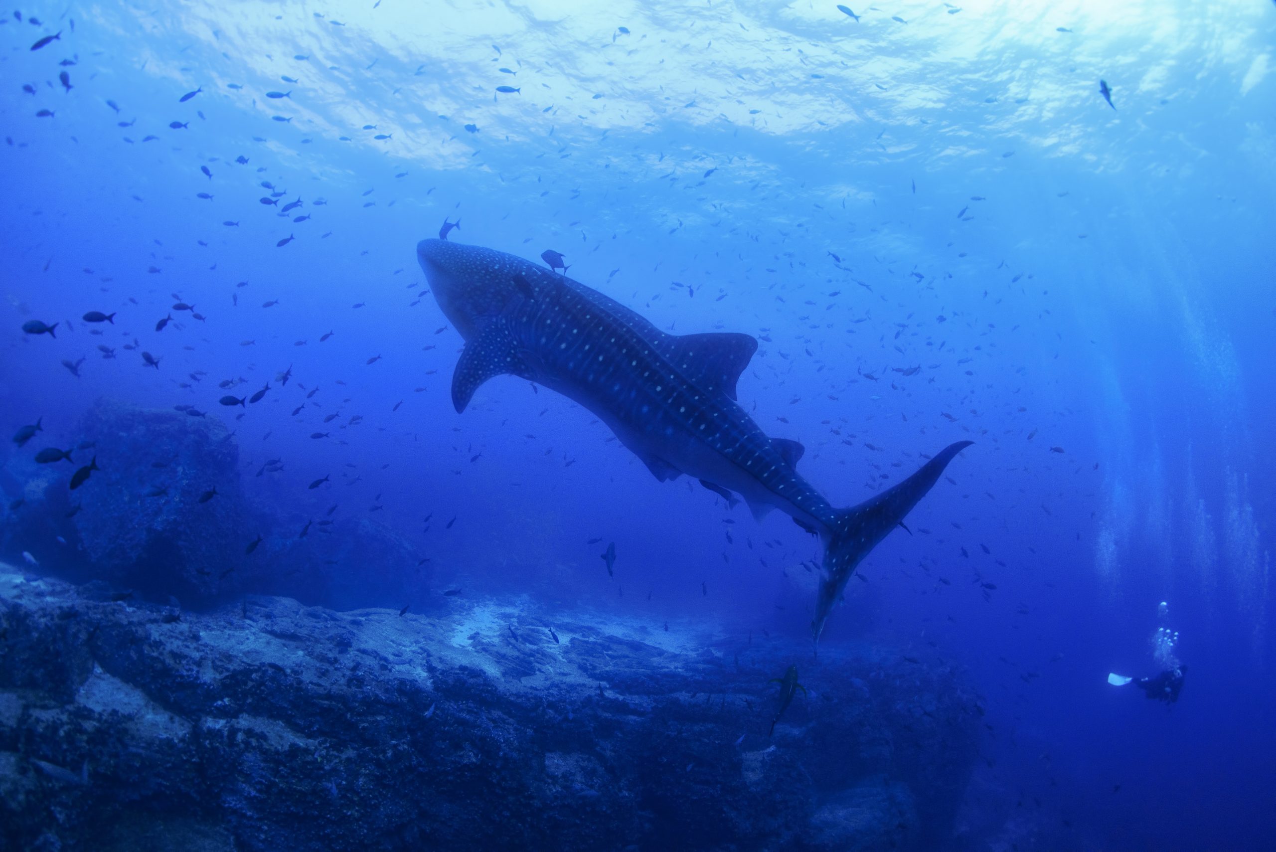 ark in Galápagos © Jonathan Green