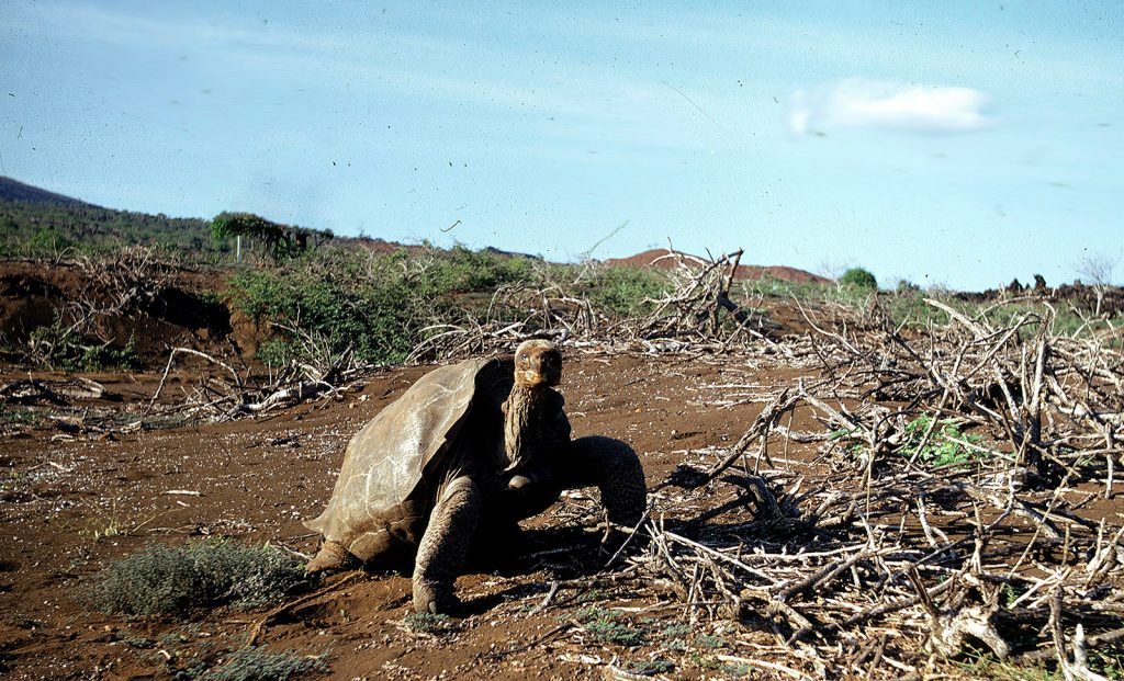 Lonesome George on Pinta Island in 1972 © Ole Hamann