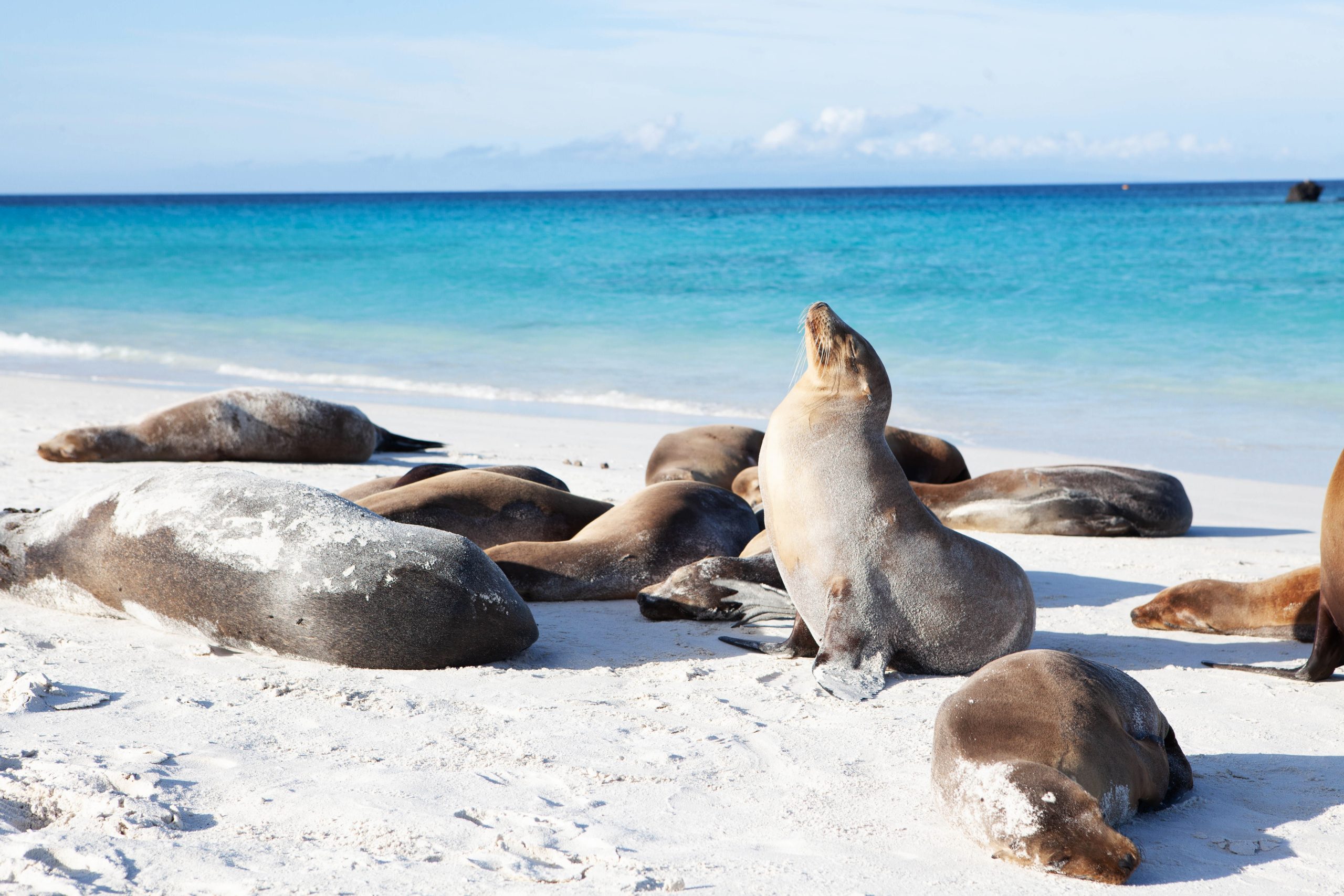 Galapagos Sea Lions