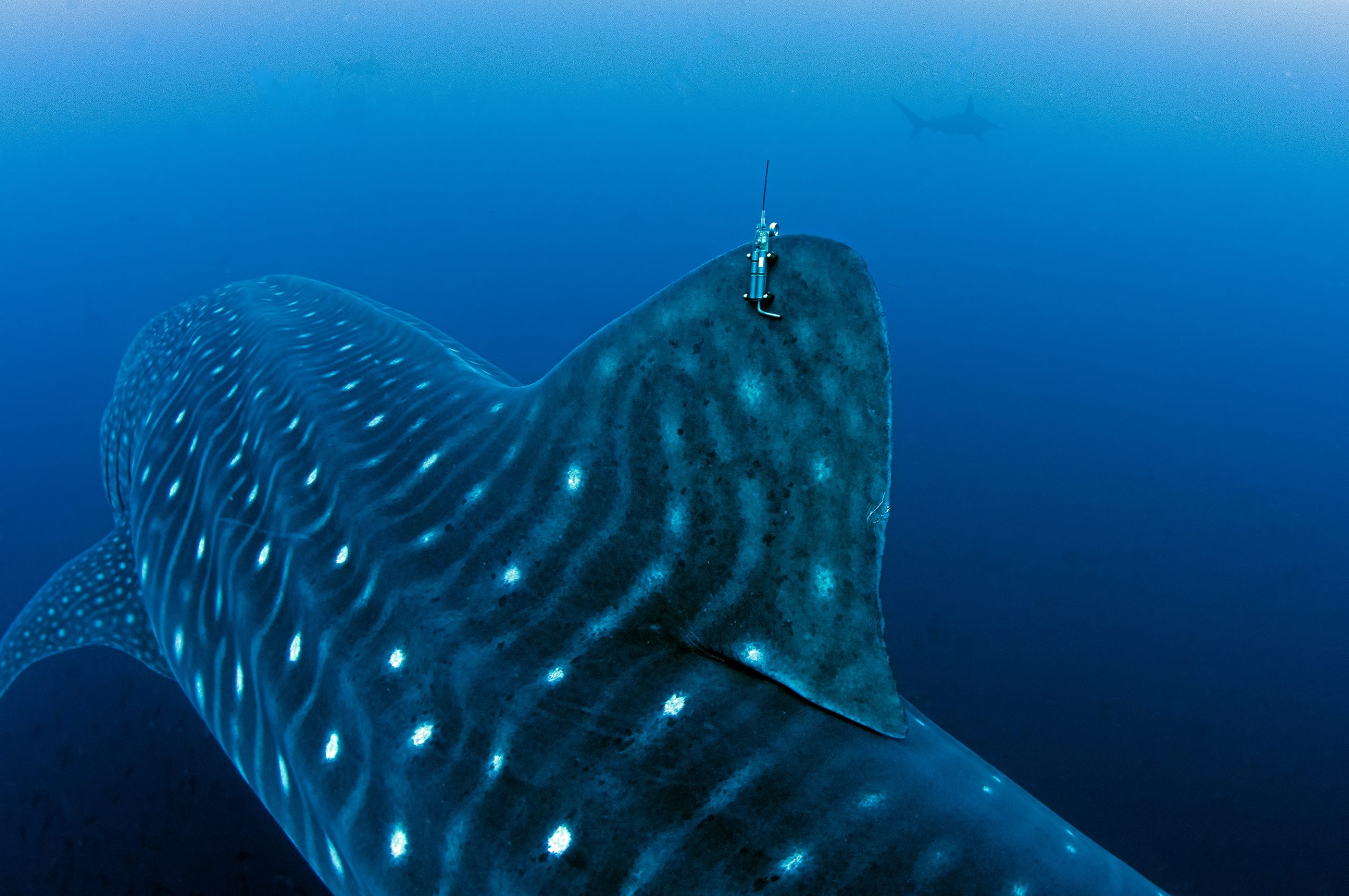 Researching Whale Sharks in the Galápagos Marine Reserve | Galápagos