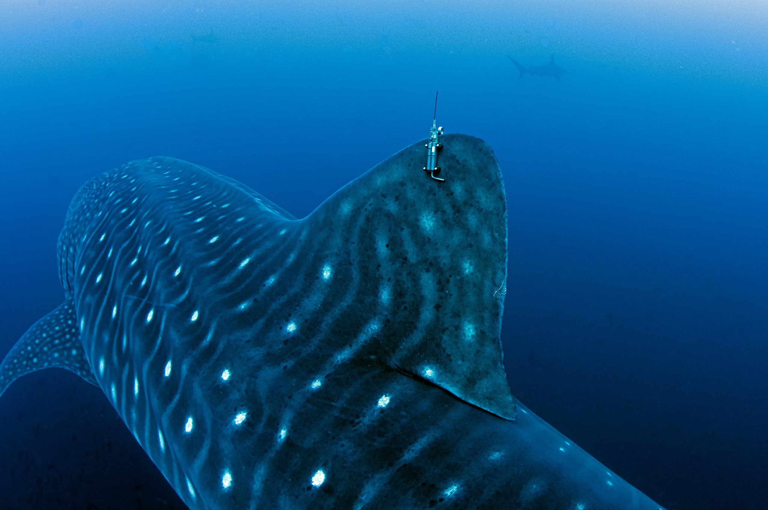 Scientists tagging a Whale Shark in Galápagos © Sofia Green