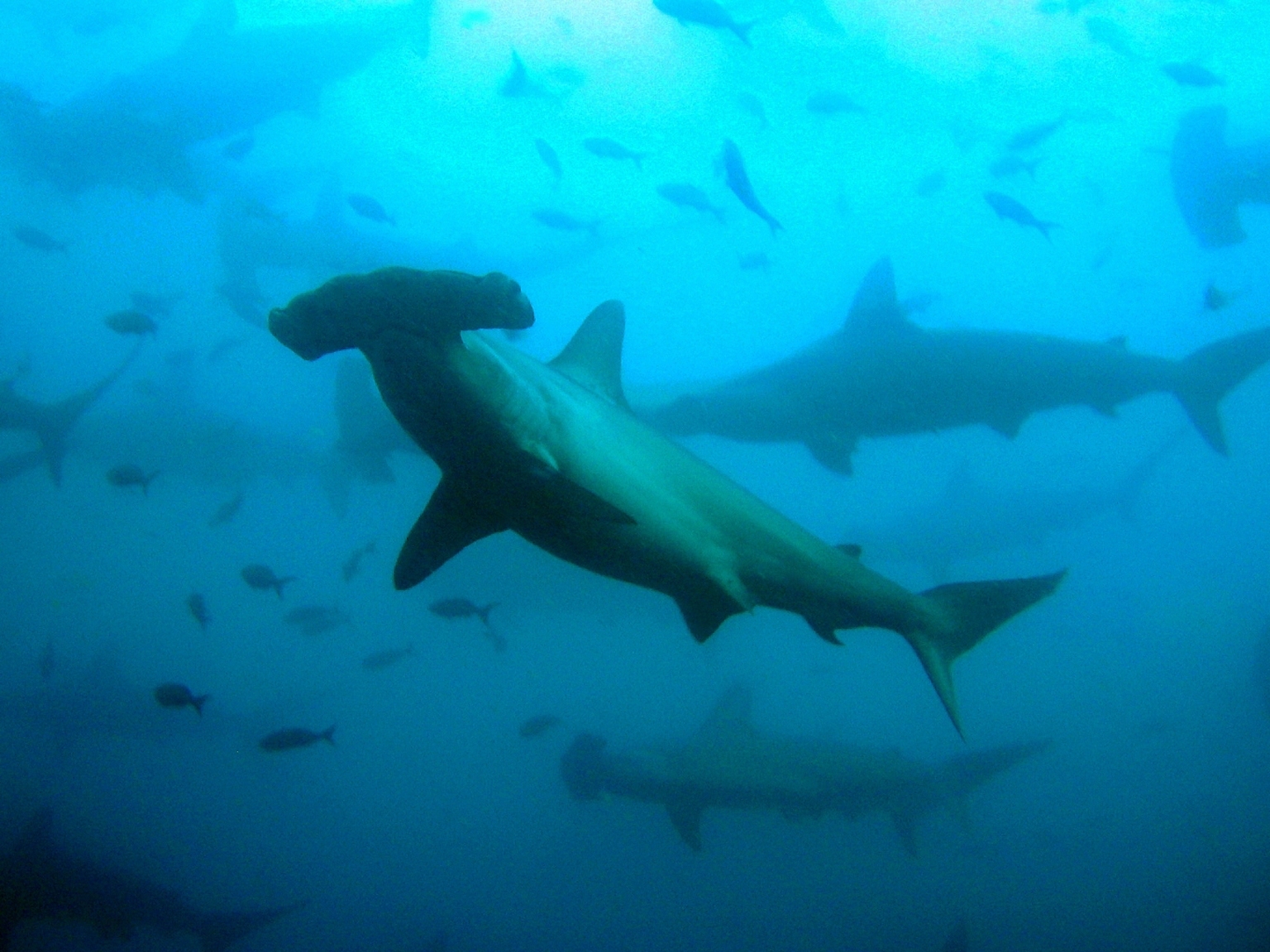 ScallopedHammerheadShark JosserDelgado 2008