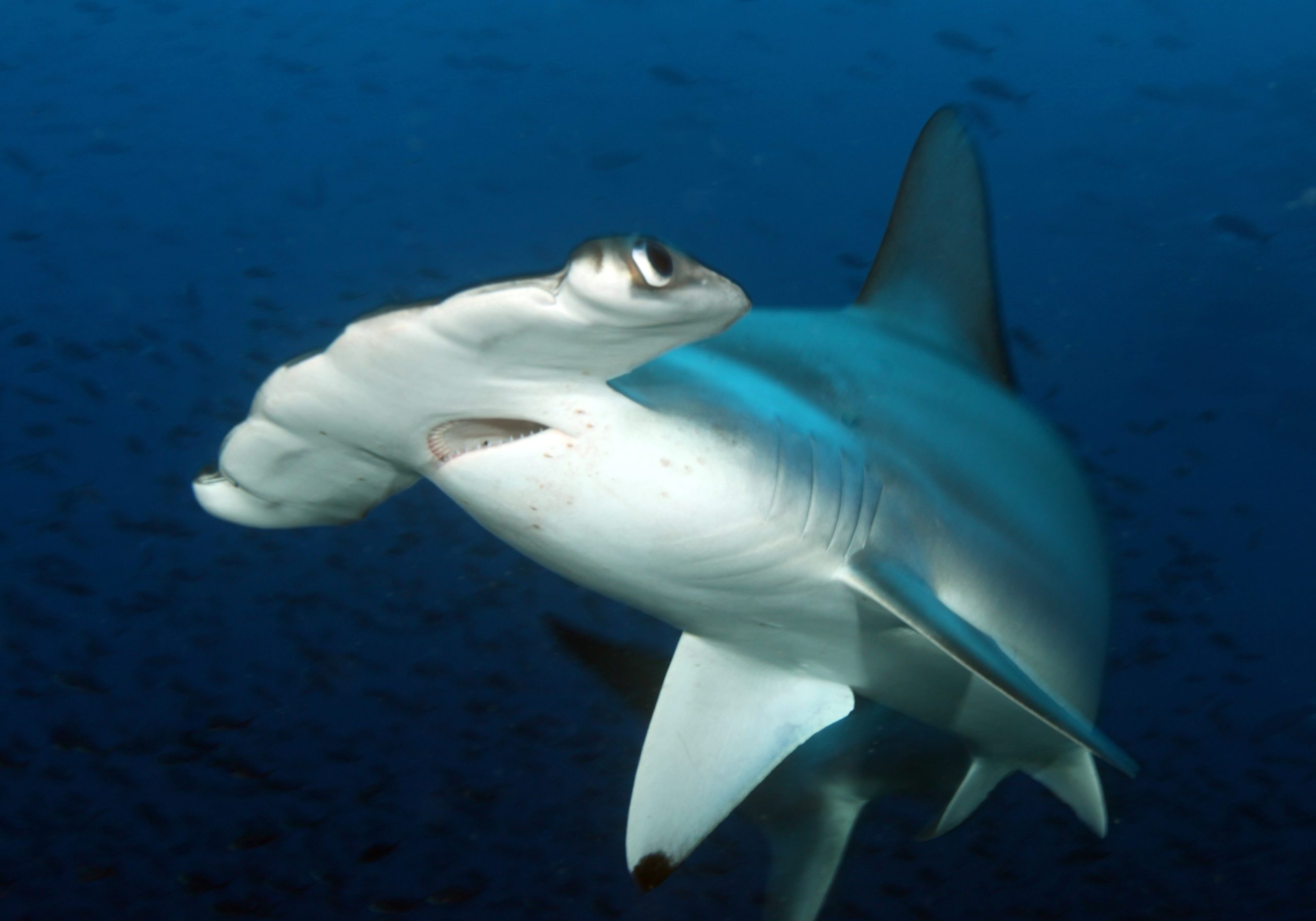 Hammerhead Shark