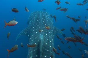 Whale Shark with Tag (GNPD)