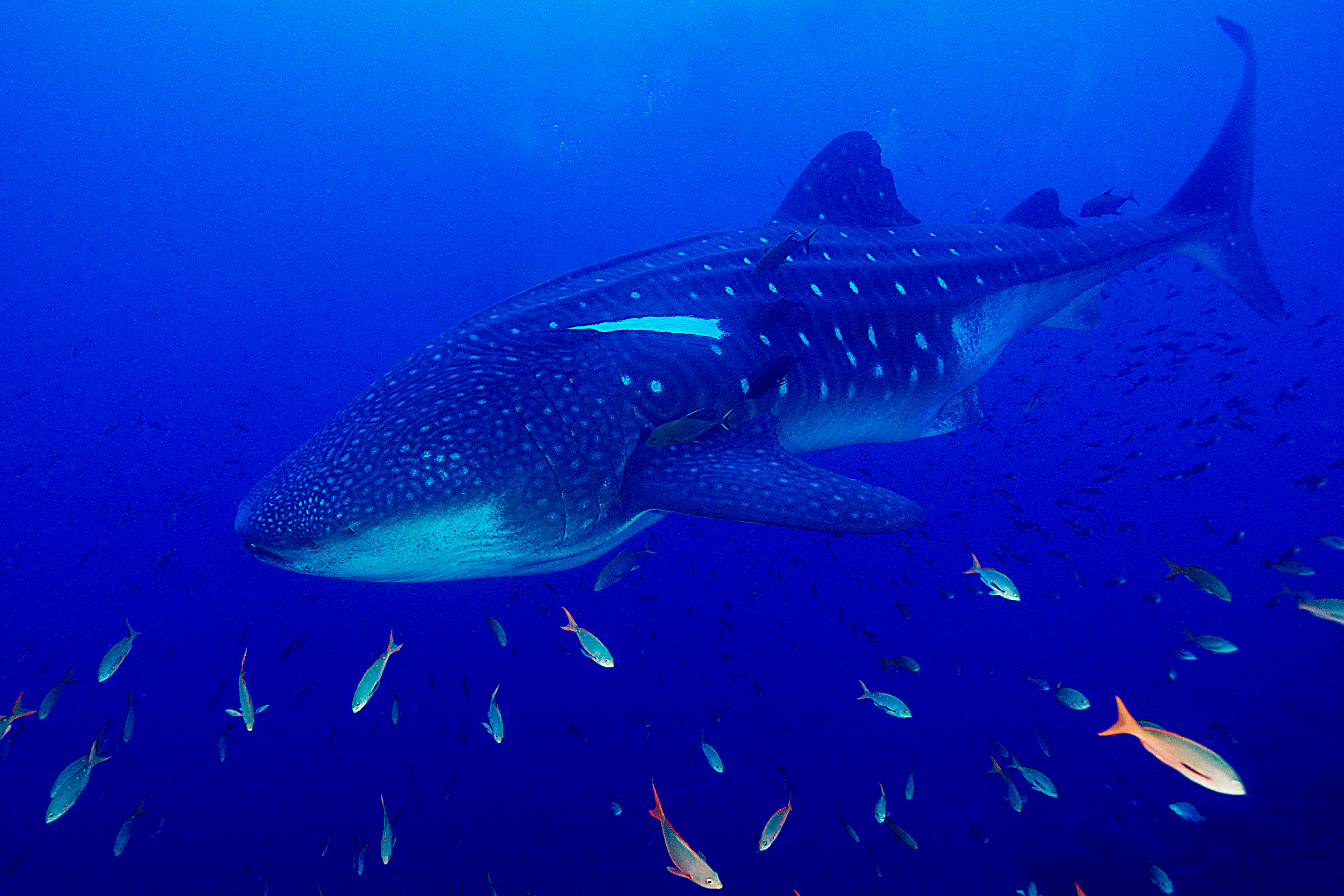 The Presence of Whale sharks is a Good Indicator of a Healthy