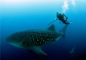 Studying Whale Shark (Galapagos Whale Shark Project)