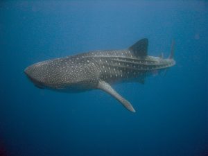 Whale Shark (Hearn)