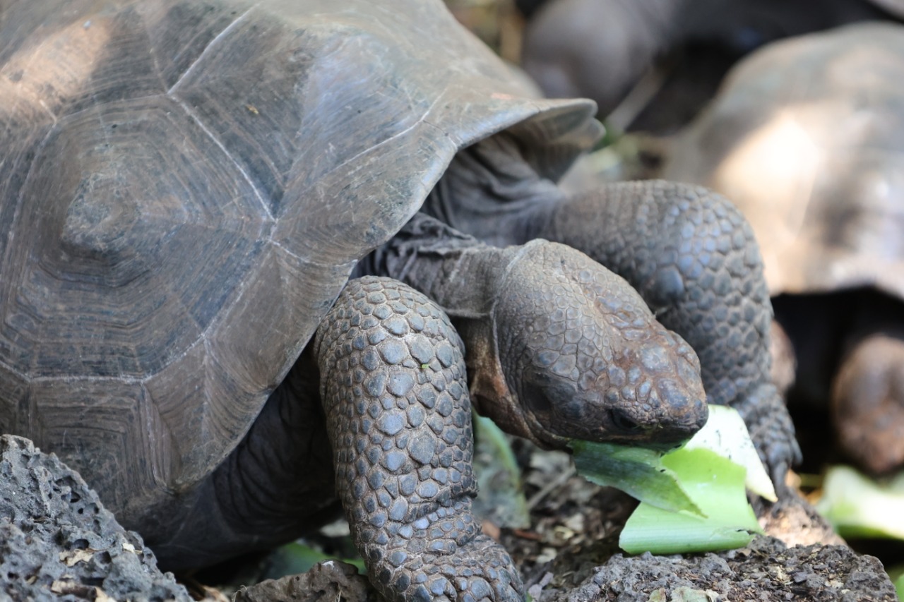 Baby Giant Tortoise Baby Giant Tortoise © Galápagos Conservancy